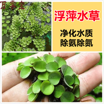 Aquatic plant duckweed purification water quality absorption fish shrimp tank ammonia nitrogen aquarium fish tank landscaping suitable