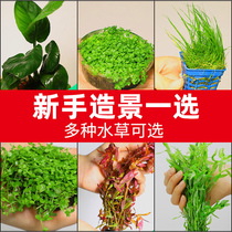 Fish tank Water Grass plant real grass View plan Centipede Negative Oxygenated Groveling Dwarf Pearl Live Sloth water banyan