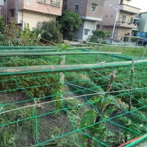 Climbing Vine web plant Baise fruit vine net Chrysanthemum Mesh Silk Melon Bitter Melon grape melon Climbing Mountain tiger vine Climbing Vine