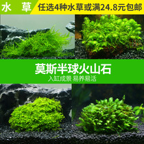 Excellent fish aquarium box grass tank Boutique coral Phoenix tail moss Wicker moss moss moss moss plus volcanic stone 2025