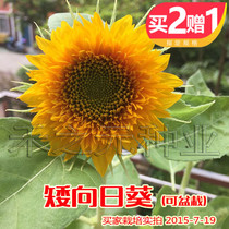 Dwarf sunflower seeds are suitable for potted four seasons sowing seeds Indoor balcony potted viewing sunflower seeds in spring and autumn