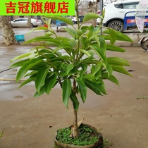 White orchid potted four seasons strong flavor indoor air Yellow Blue tree seedlings aromatic yellow orchid saplings