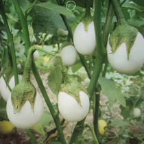 Egg eggplant seed white egg eggplant seed ornamental eggplant spring and autumn Four Seasons balcony potted vegetable seed easy farming