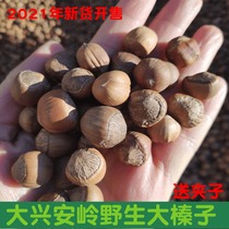 New goods Wild hazelnuts Cooked hazelnut raw hazelnuts do not open hazelnuts Daxinganling original flavor hazelnuts 500g