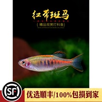 Red band zebrafish aquarium small group tour lantern fish fluorescent red purple rainbow band Zebra horse Blue Belt fish live fish