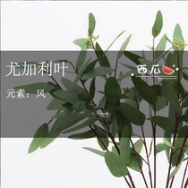 The Eugalie eucalyptus