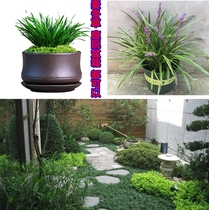 Japanese Dwarf Wheat Winter Grass Resistant Cold Patio Lawn Jade Dragon Grass Resistant to Yin Four Seasons Changqing Phnom Penh Slope Protection Plant