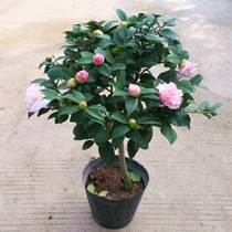 Camellia potted bonsai 18 bachelor flower viewing plant garden indoor with flower buds Four Seasons evergreen good flowering