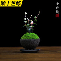 Small Zen Anecdotes Bamboo Potted Bonsai Moss Microscape Purple Sand Day Style Chinese Bonsai Chinese Bonsai Tea Ceremony Gift