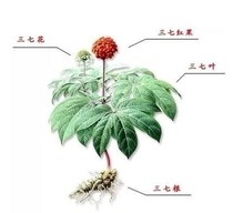  Panax planting seedling material Panax seedling Yunnan Wenshan Soil Panax seedling root tree Panax potted rhizome