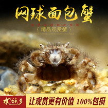 Tennis bread crab ornamental pet crab mini fresh water cold water crab bun crab spider cleaning tool crab live