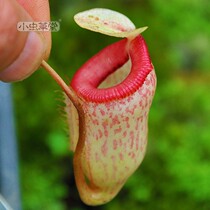 Gourd nepenthes cross-species x collection tower Blue Mountain small Cordyceps tangle Insectivorous plant potted seed Horsetail bell Pauline