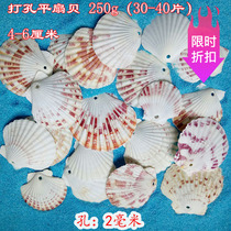 Natural perforated Conch Shell Flat fan shell handmade material DIY kindergarten package micro landscape decoration