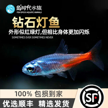 Fish era] Diamond lamp Freshwater Grass Fish Vat Red Lotus neon Achili Popfish group Swim Small Light Fish Live
