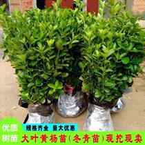Large Leaf Winter Miao Dao Winter Green Four Seasons Courtyard Green Hedge fence special Miao cold and drought resistant