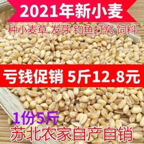 Cat grass seeds Wheat seeds Hydroponic box potted cat grass Cats eat fur hair removal balls Cat grass seeds