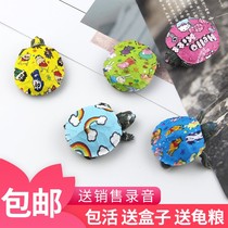 Colorful little turtle live stall Brazilian live animals Colorful map Net red little pet lucky couple manufacturers Colorful