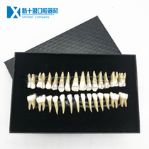 Adult full mouth Standard tooth model with tooth root 28 bicolor constant tooth with tooth root ex-body tooth model 