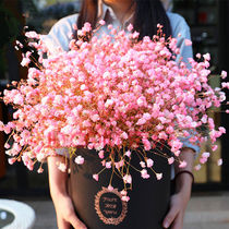  Starry seeds explosive pots four seasons easy-to-live flowering indoor balcony potted seeds flower plants