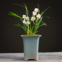 Phalaenopsis purple sand flowerpot ceramic retro square high tube bonsai orchid orchid flower pot