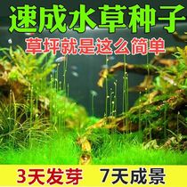 Fish tank decorated with water grass seed made of living straw cylinder duckweed plant sloth man sleeping lotus seed Seed Bowl Lotus Seed