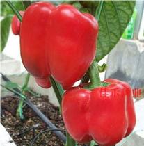 Red Will Sweet Pepper Seeds Red Green Pepper Pepper Color Pepper Campant Pepper Seeds High Yield Disease Resistance Spring Sowing Vegetable