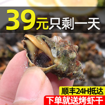 Zhoushan fresh spicy snail 500g Ningbo specialty fresh snail seafood aquatic products bitter snail with Shell shellfish snail sauce