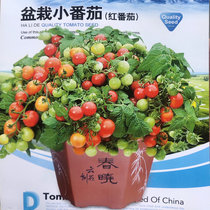 Four Seasons Potted Balcony Thin-skinned Dwarf Red Pearl Tomato Seeds Cherry Yellow Tomato Saints Ornamental Vegetable Seedlings