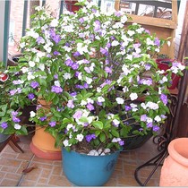 Bicolor Jasmine Potted Flowers Slim scent of flowers View flowers Plants indoor and outdoor Balcony Plant Mandarin Jasmine 4 Seasons