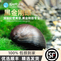 Black Diamond Snail Water Grass Vat Clean Algae Removal Tool Army Cap Spirotropical Ornamental Living Body Clean Pet Soda Snail