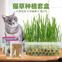 Hot sale net cat grass soilless catnip hair cream hydroponic wheat seedlings potted for cat planting