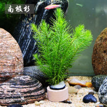 Eco-bottle building view aquarium fish tank rear view negative with stem living water grass mud slug wood View water Grass Antarctic fir