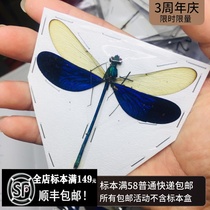 A2 defective large spread winged Kapu color Neurobasis kaupi damselfly specimen true dragonfly butterfly