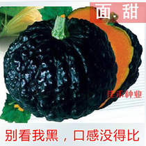 Japanese black pumpkin seeds sweet chestnut flavor chestnut flavor rice small sweet pumpkin seed farmhouse vegetable garden spring sowing vegetables
