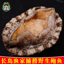 Shandong Changdao extra large abalone deep sea fishing plate pattern Gold Abalone Fresh live seafood aquatic product gift box nourishing 8-10 head
