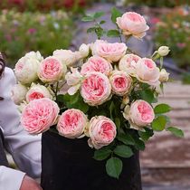 (Shrub package)Choose 3 50 yuan fruit juice balcony seasonal roses four seasons potted blue storm flower seedlings