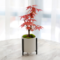 Japan Red Maple Bonsai All Season Good To Feed Indoor Tabletop Potted Plant Old Piles Resistant To Cold And Leafy Plant Red Dancing Ki Trees