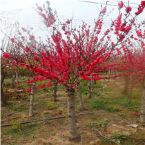 Red plum bonsai tree stump physical wax plum Red plum sapling Black plum green plum Cinnabar plum Indoor potted green seedlings