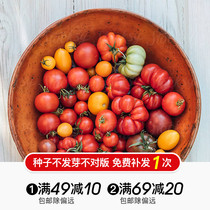 Hongyue cute acridine vegetable seeds family yellow fruit cherry tomatoes Millennium Cherry steak tomato seeds