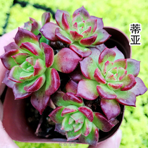 Fleshy plant rare hand gift 50 set meal 40 multi-meat gift box Teachers Day gift multi-Meat Box 1kg