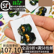 Emperors dung beetle dung beetle specimens Phanaeus imperator (large-angle-shaped pairs to sell) insects