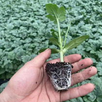 Spring and summer vegetable seedlings watermelon seedling graft seed seed seed seed seed seedling balcony potted premature 8424 watermelon