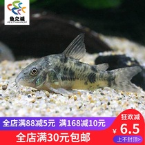 Fish City Mouse fish Mouse fish Live flower Mouse fish Flower Mouse fish Live Ornamental fish Live mouse fish