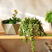 Jiusi hand simulation multi-meat potted real plant home office decoration art206