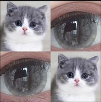 Star pure gray green natural beauty pupil year throwing female mixed blood European and American Net red blue green size diameter 13mm Ai Charm K