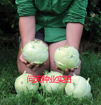 (Kohlanlan seed) Cord seed vegetable seed pickled vegetable seed fried raw food cold marinated