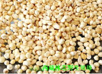 Tibet wild Sichuan fritillaries Tibetan fritillaries 100 gr Chuanzongbechuan Qingbei Grinding Fritillaria Powder 