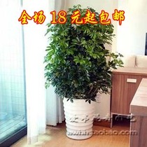 Potted green plant Duck Claw Wood Fry small leafy umbrella tree Duck Feet Wood Dwarf Umbrella Tree Suction formaldehyde Seven Leaf Goose Palm