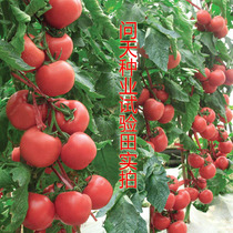(5t series of large tomato seeds) excellent taste resistant to storage and transportation greenhouses and protected areas open-air cultivation