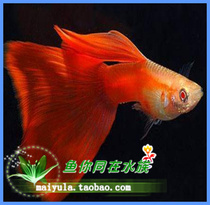 Red-eye torch guppies guppies fine-tailed tropical fish ornamental fish live matching